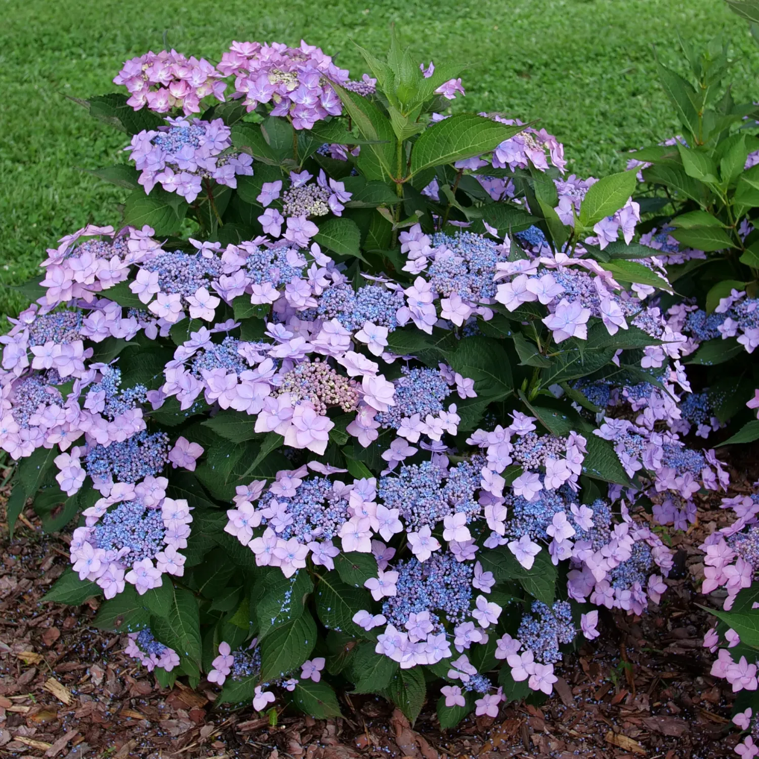 HYDRANGEA, LETS DANCE, CAN DO, #3