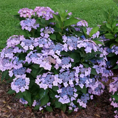 HYDRANGEA, LETS DANCE, CAN DO, #3