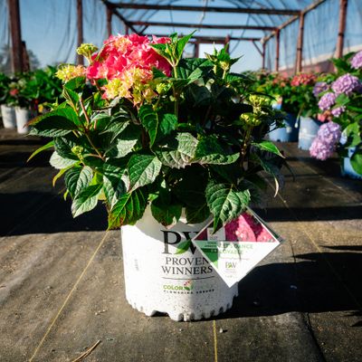 HYDRANGEA, LETS DANCE, LOVABLE, #3