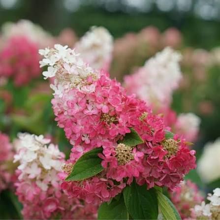 HYDRANGEA, PINKY WINKY, #3