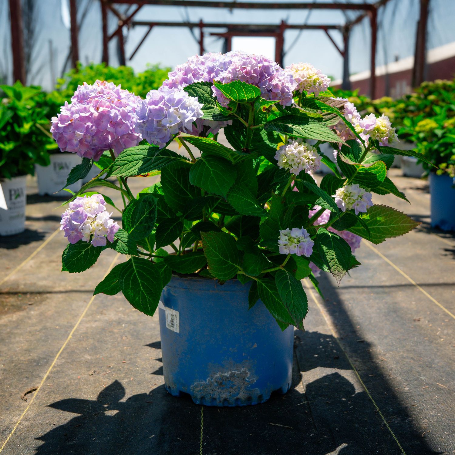 HYDRANGEA, ENDLESS SUMMER, #3