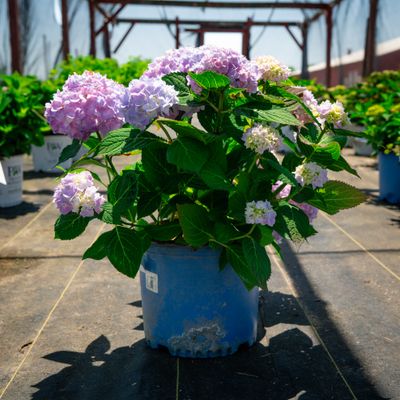 HYDRANGEA, ENDLESS SUMMER, #3
