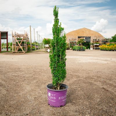 HOLLY (ILEX), STRAIGHT AND NARROW, #3