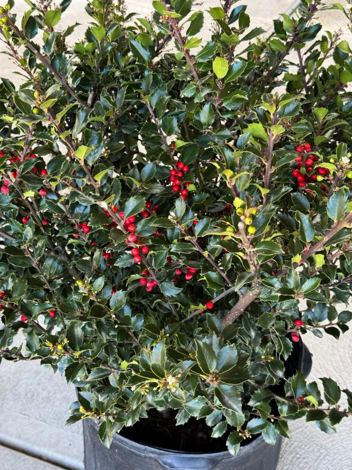 HOLLY (ILEX), ROYAL FAMILY, #3