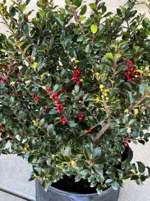 HOLLY (ILEX), ROYAL FAMILY, #3