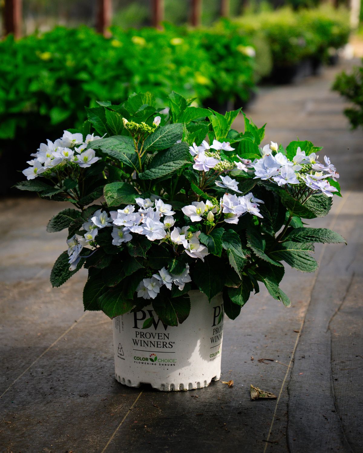 HYDRANGEA, TUFF STUFF, AH-HA, #3