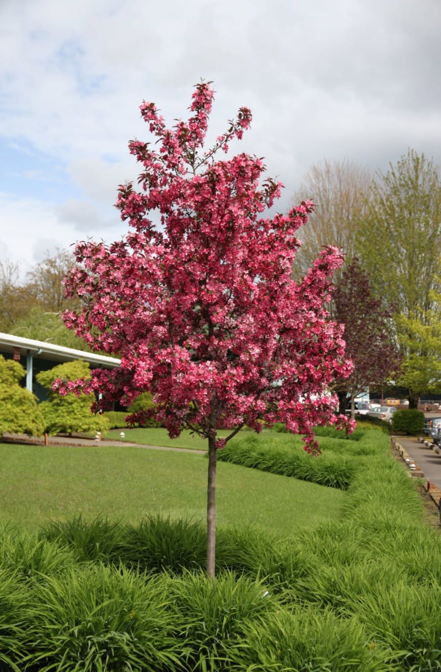 CRABAPPLE, RASPBERRY SPEAR, #15
