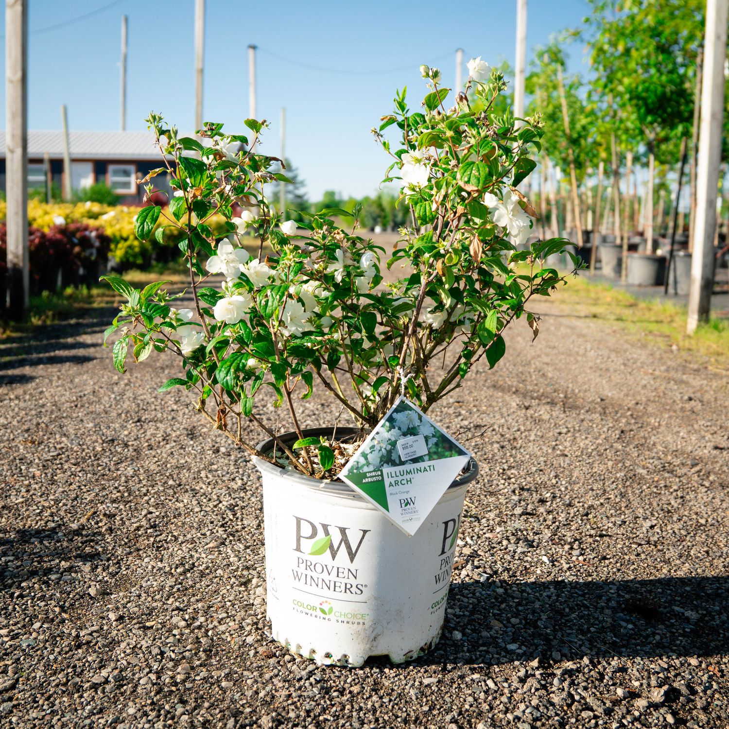 MOCK ORANGE, ILLUMINATI ARCH, #3