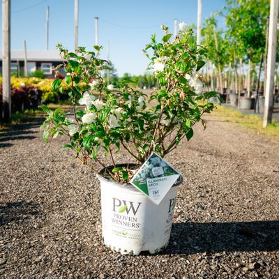 MOCK ORANGE, ILLUMINATI ARCH, #3