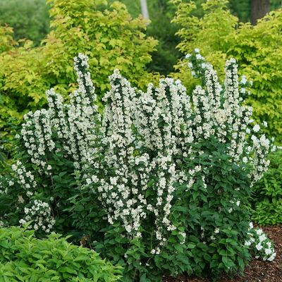 MOCK ORANGE, ILLUMINATI ARCH #3