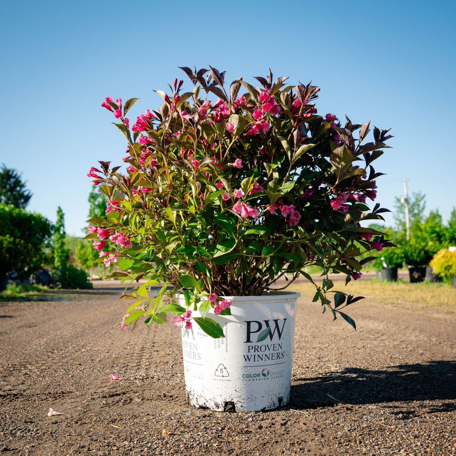 WEIGELA, WINE AND ROSES, #3