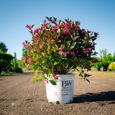 WEIGELA, WINE AND ROSES, #3