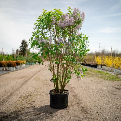 LILAC, SCENTARA DOUBLE BLUE, #5