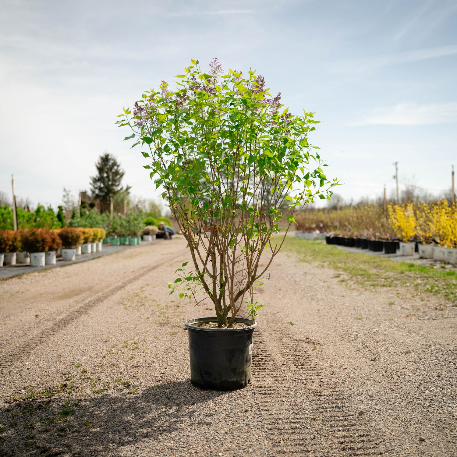 LILAC, NEW AGE LAVENDER, #3