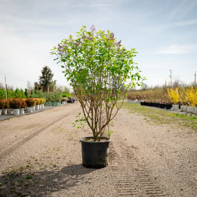 LILAC, NEW AGE LAVENDER, #3