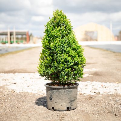 BOXWOOD, GREEN MOUNTAIN, #6