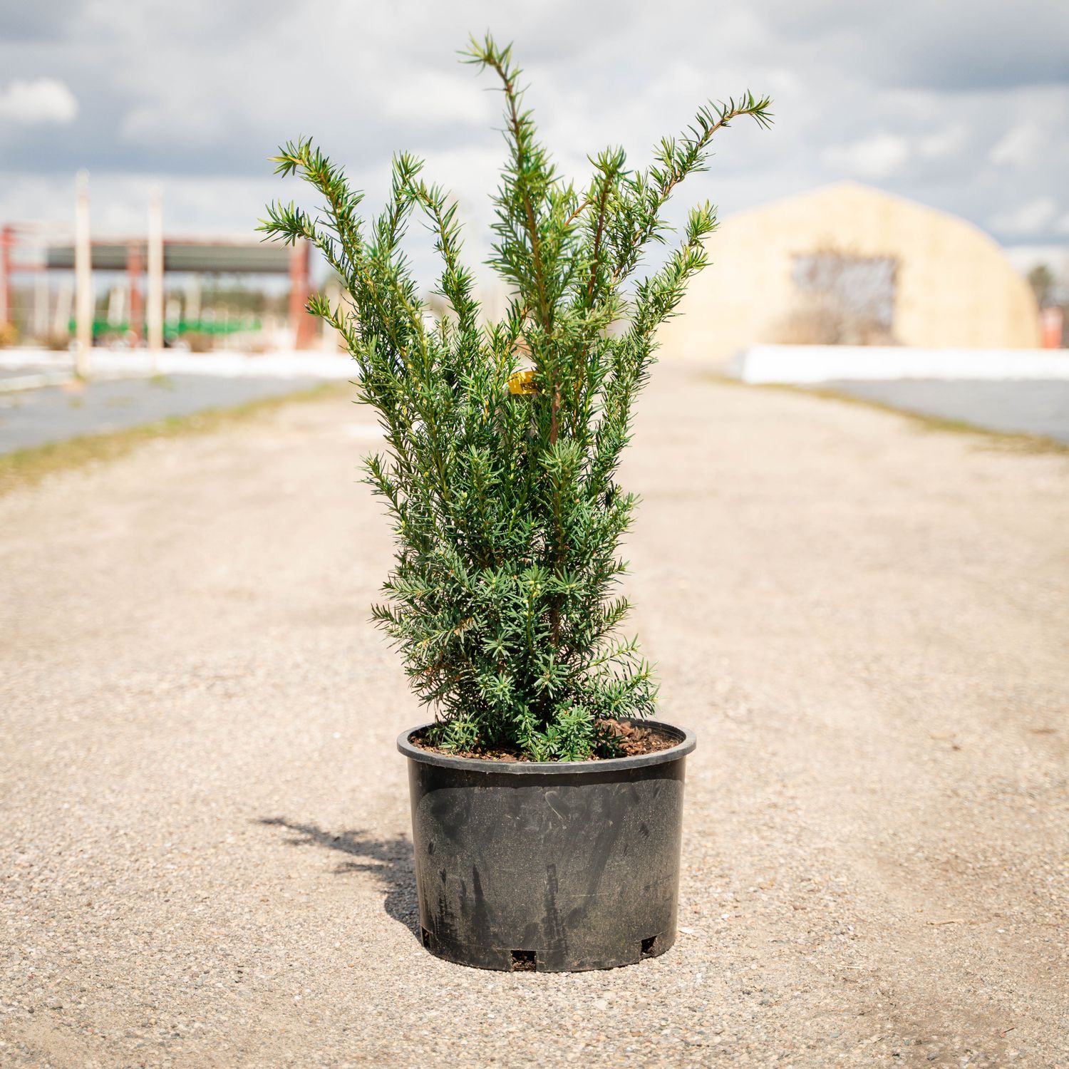 YEW, DENSIFORMIS, #6