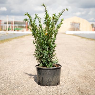 YEW, DENSIFORMIS, #6