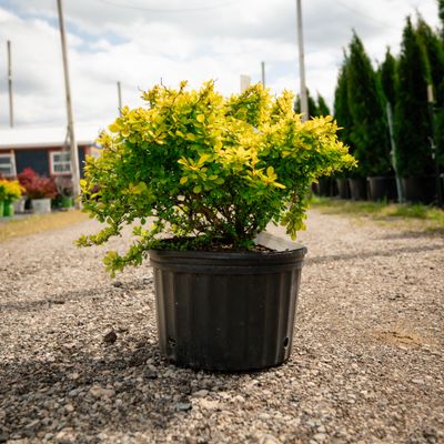 BARBERRY, BONANZA GOLD, #3