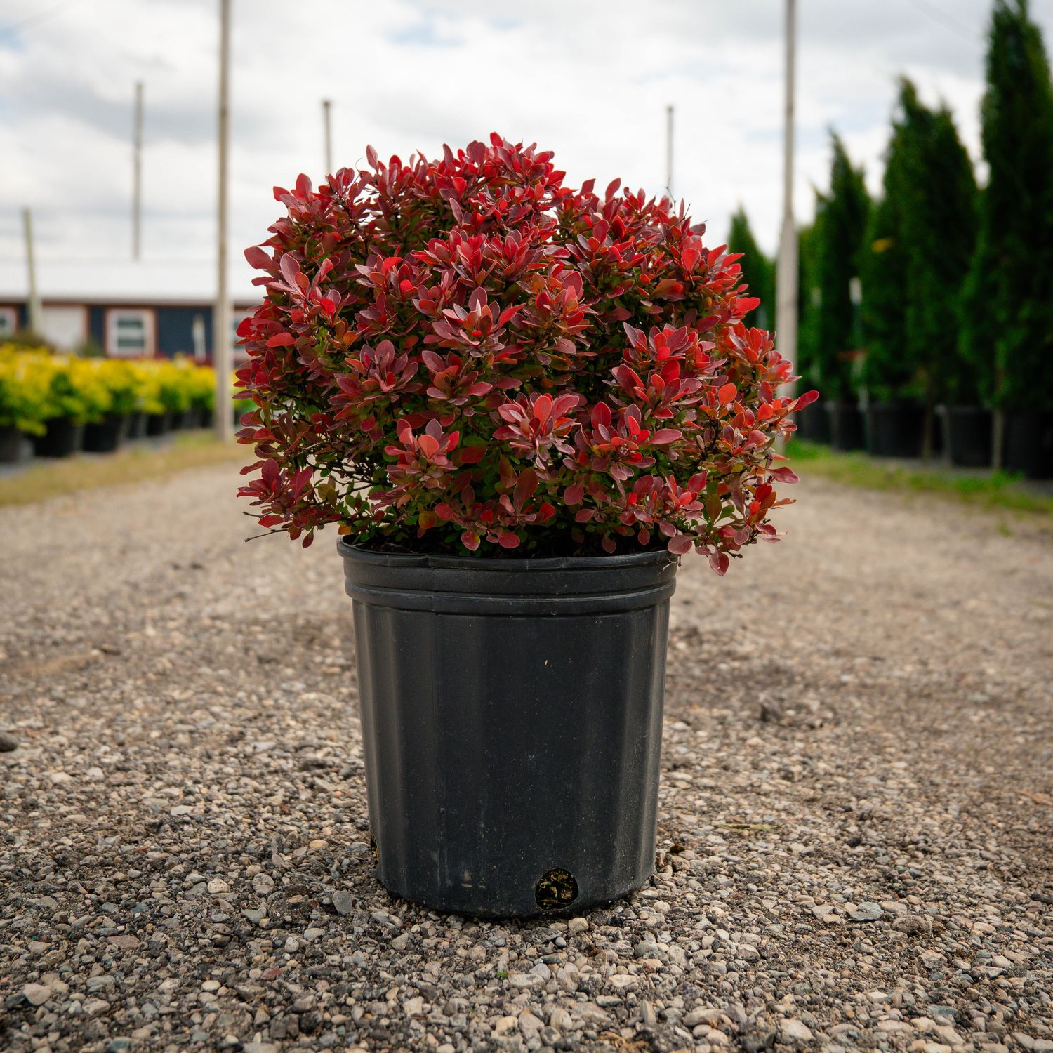 BARBERRY, GOLDEN RUBY, #2