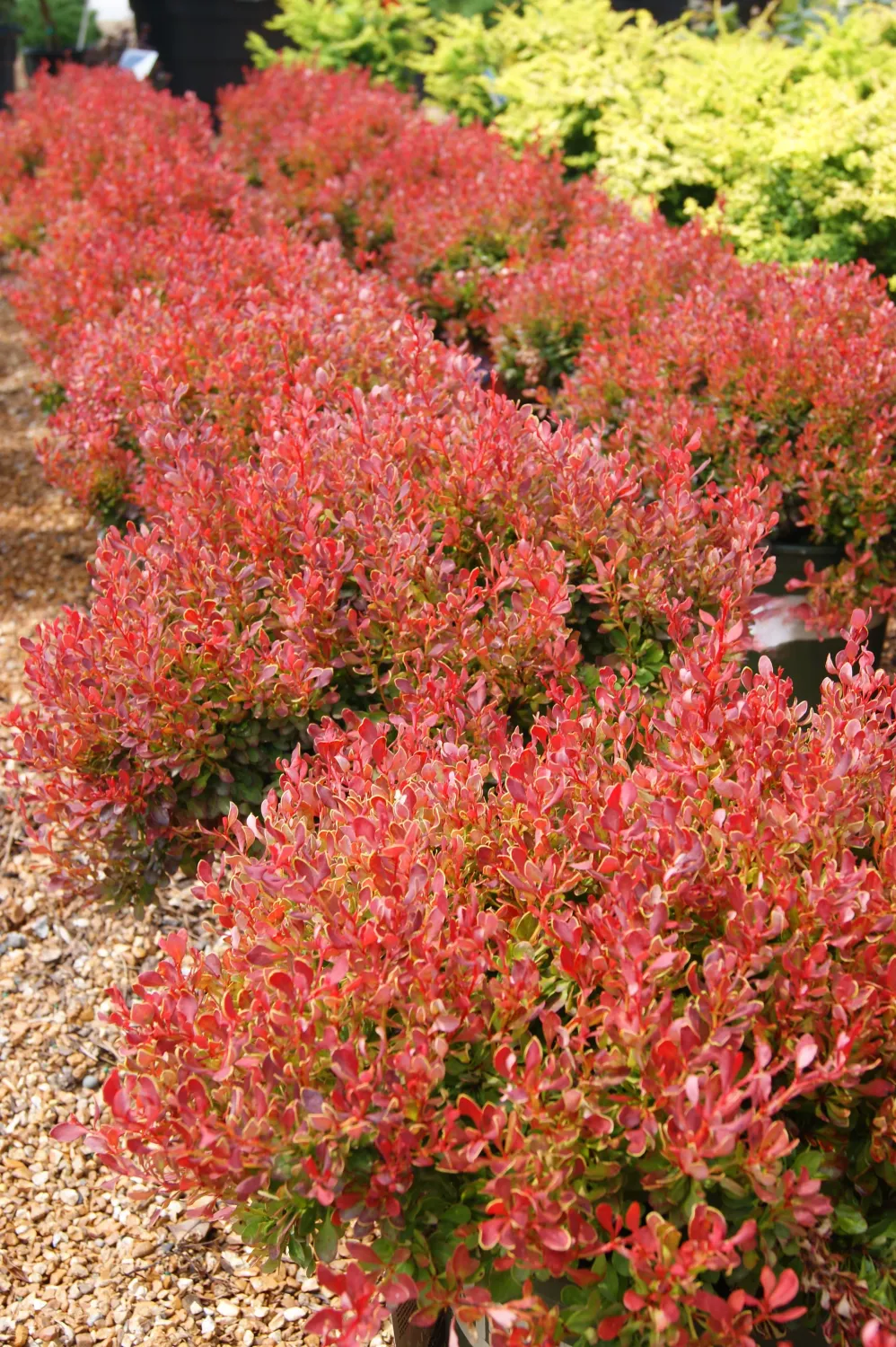 BARBERRY, GOLDEN RUBY #2