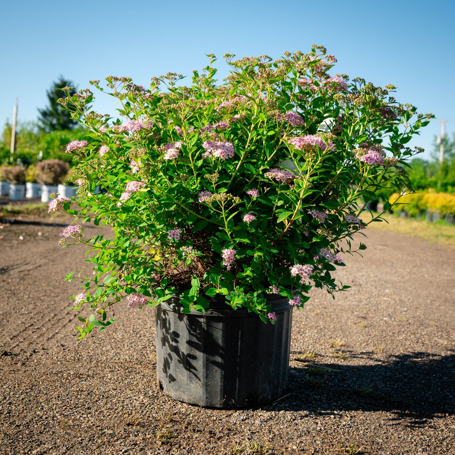 SPIREA, LITTLE PRINCESS, #3