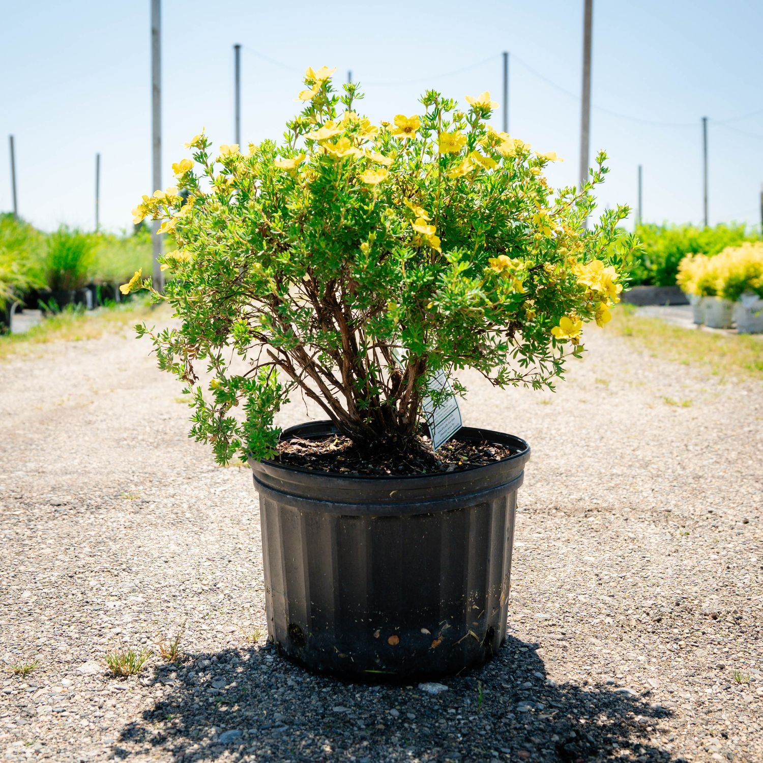 POTENTILLA, DAKOTA SUNSPOT, #3