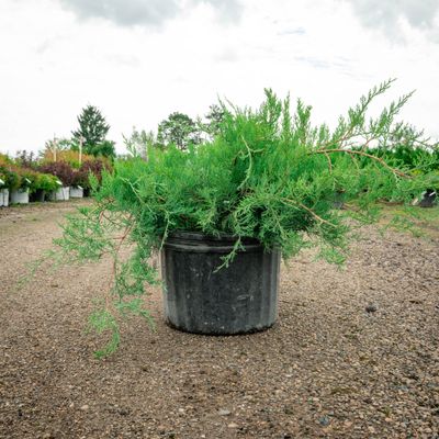 JUNIPER, GREY OWL, #3