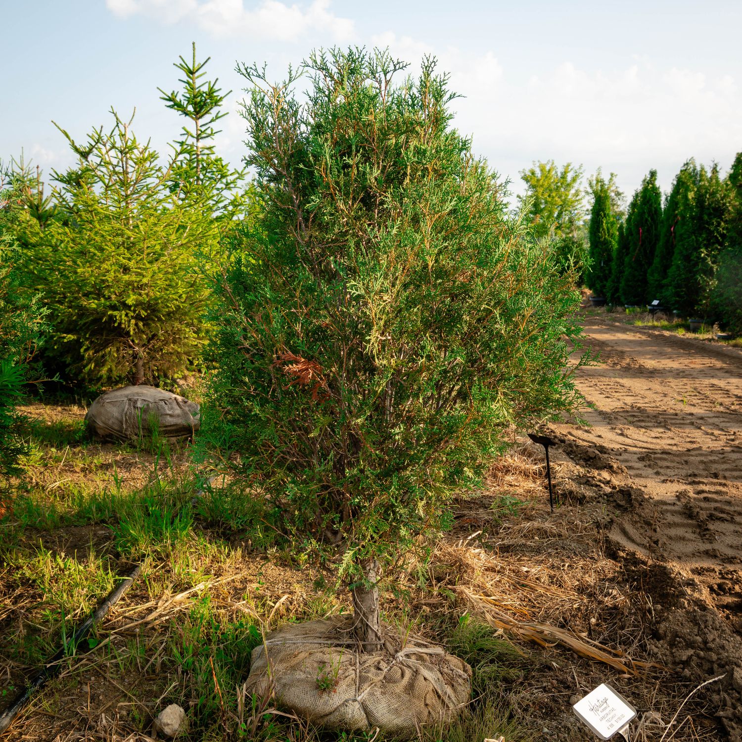 ARBORVITAE, TECHNY, 4'BB