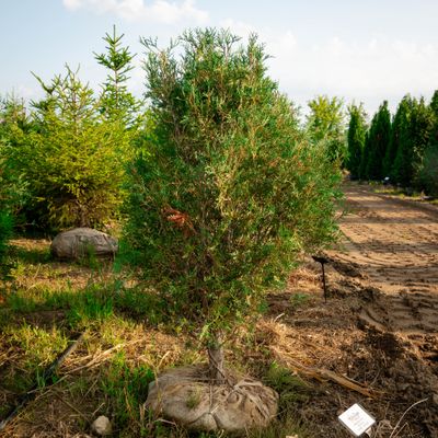 ARBORVITAE, TECHNY, 4'BB