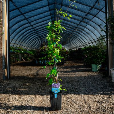 CLEMATIS, JACKMANII SUPERBA,  #1