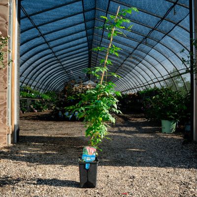 TRUMPETVINE, #1