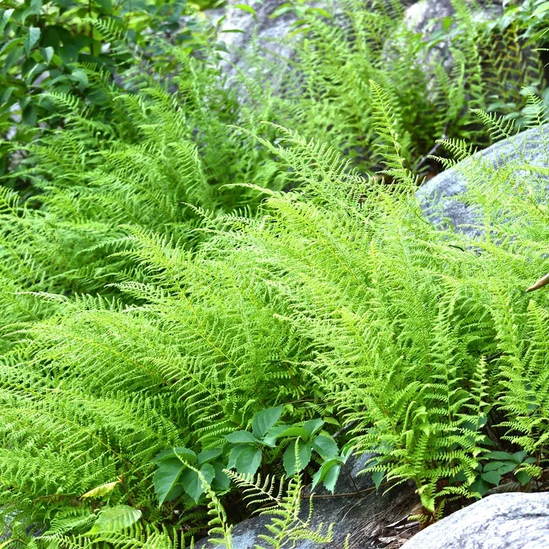FERN, HAY-SCENTED, #1