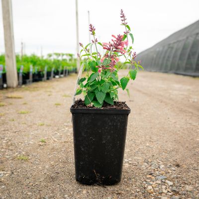 AGASTACHE, GUAVA, #1