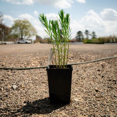 AMSONIA, BTRSCH, #1