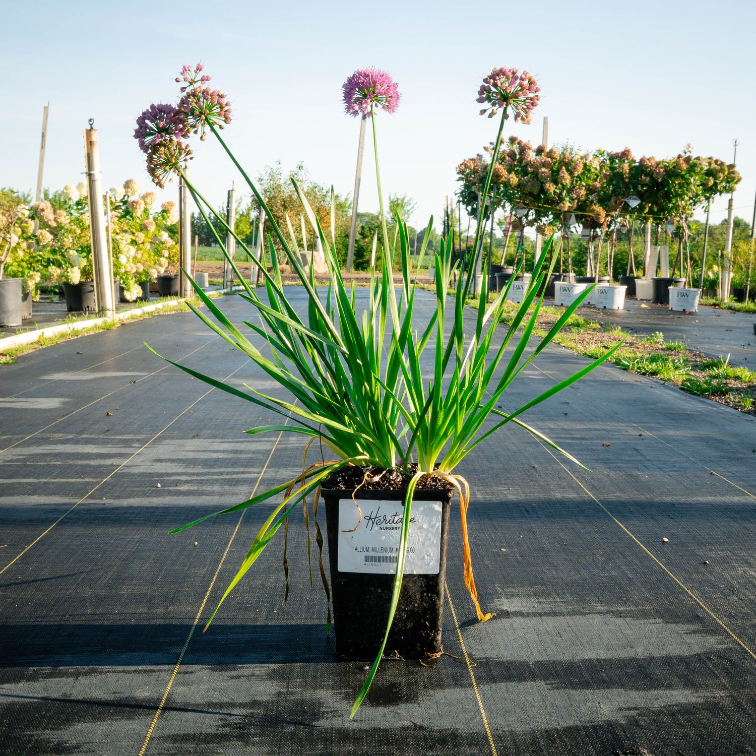 ALLIUM, MILLENIUM #1