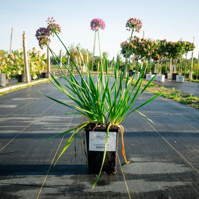 ALLIUM, MILLENIUM #1