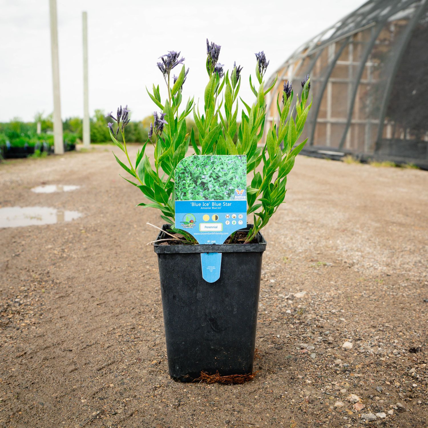 AMSONIA, BLUE ICE, #1