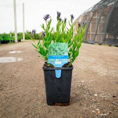AMSONIA, BLUE ICE, #1