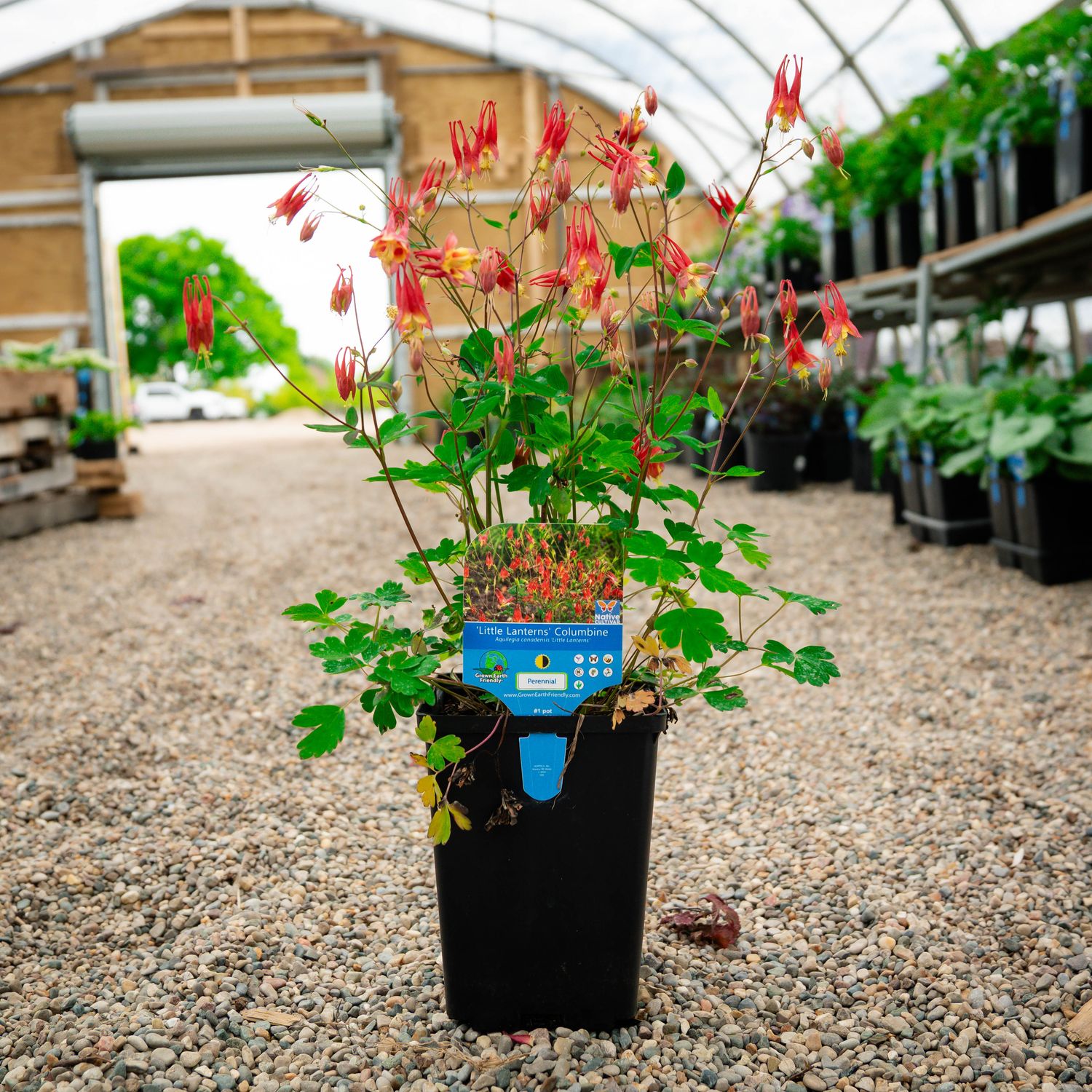 COLUMBINE, LITTLE LANTERNS, #1