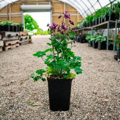 COLUMBINE, WINKY, #1