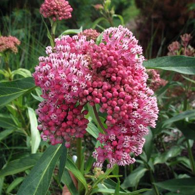 MILKWEED,CINDERELLA, #1