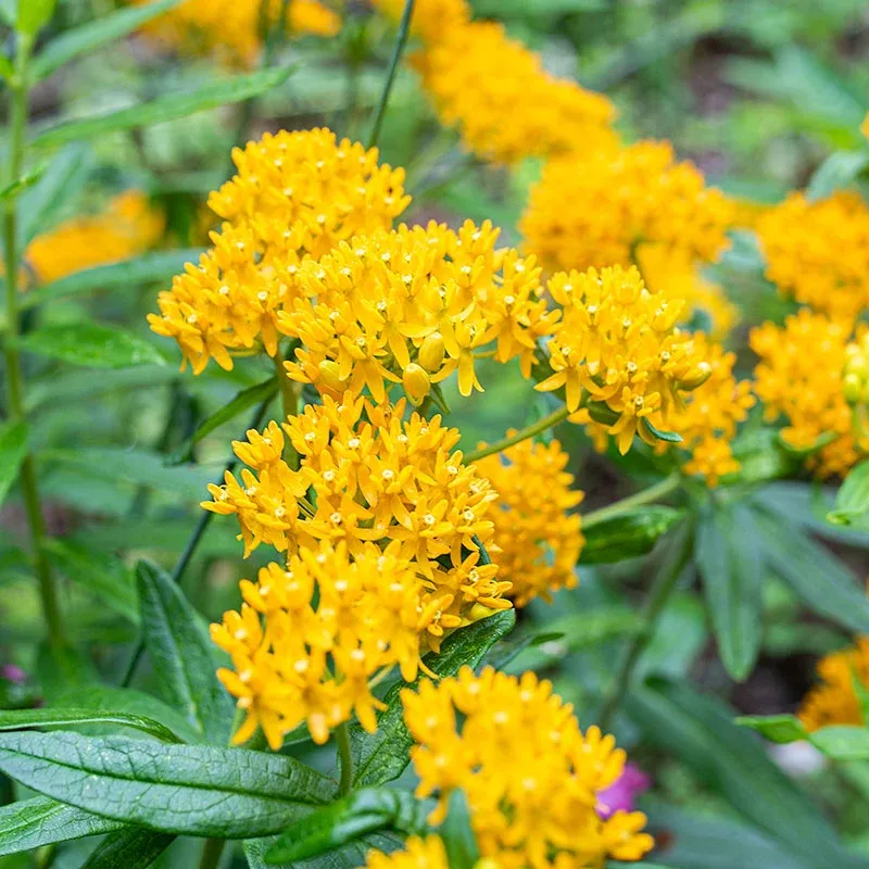 BUTTERFLY WEED, HELLOW YELLOW #1