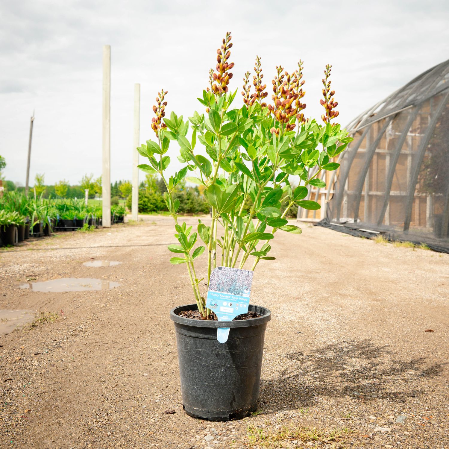 BAPTISIA, HONEY ROASTED, #2