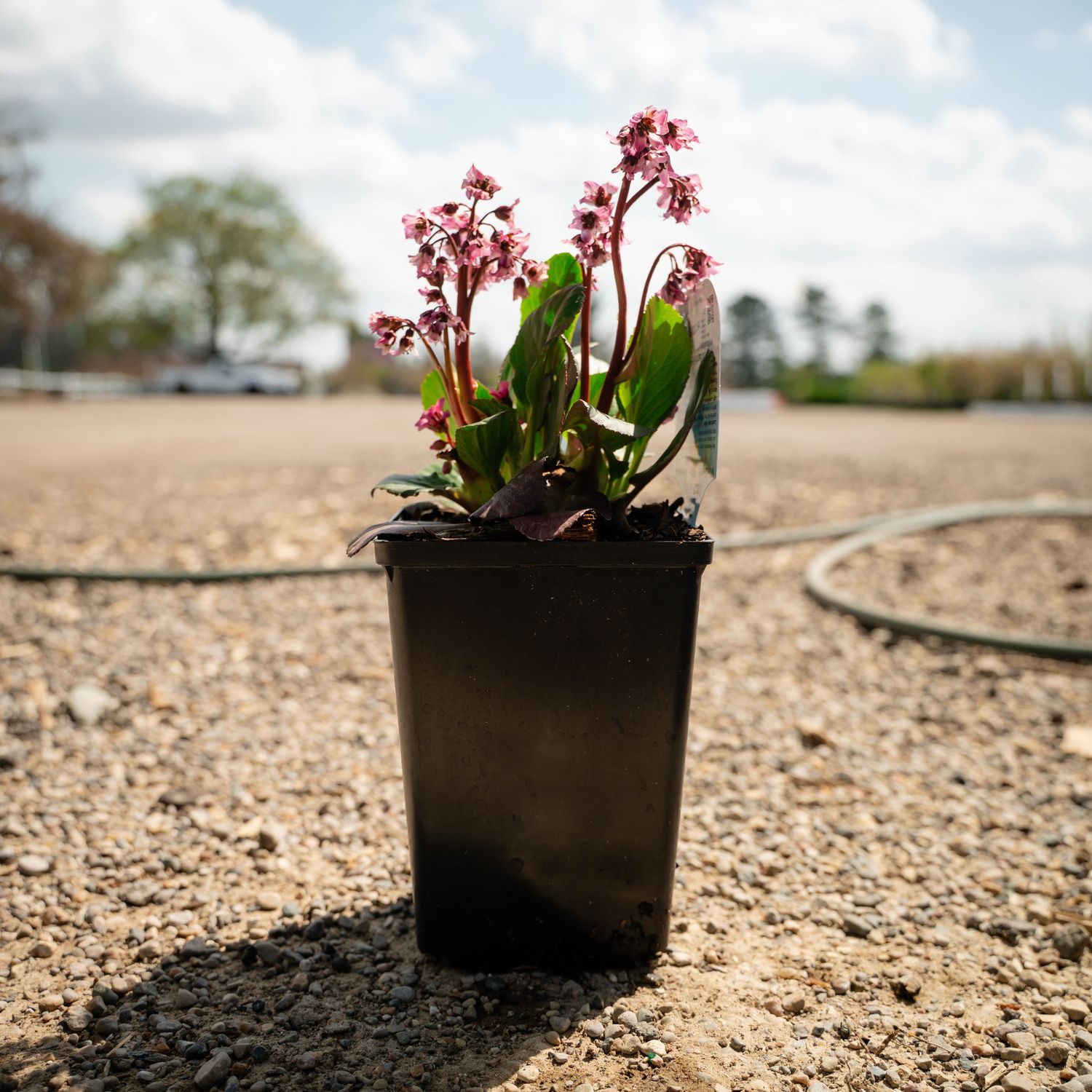 BERGENIA, VINTAGE ROSE, #1