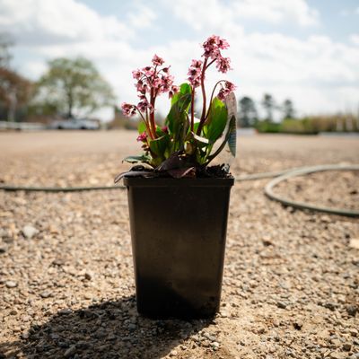 BERGENIA, VINTAGE ROSE, #1