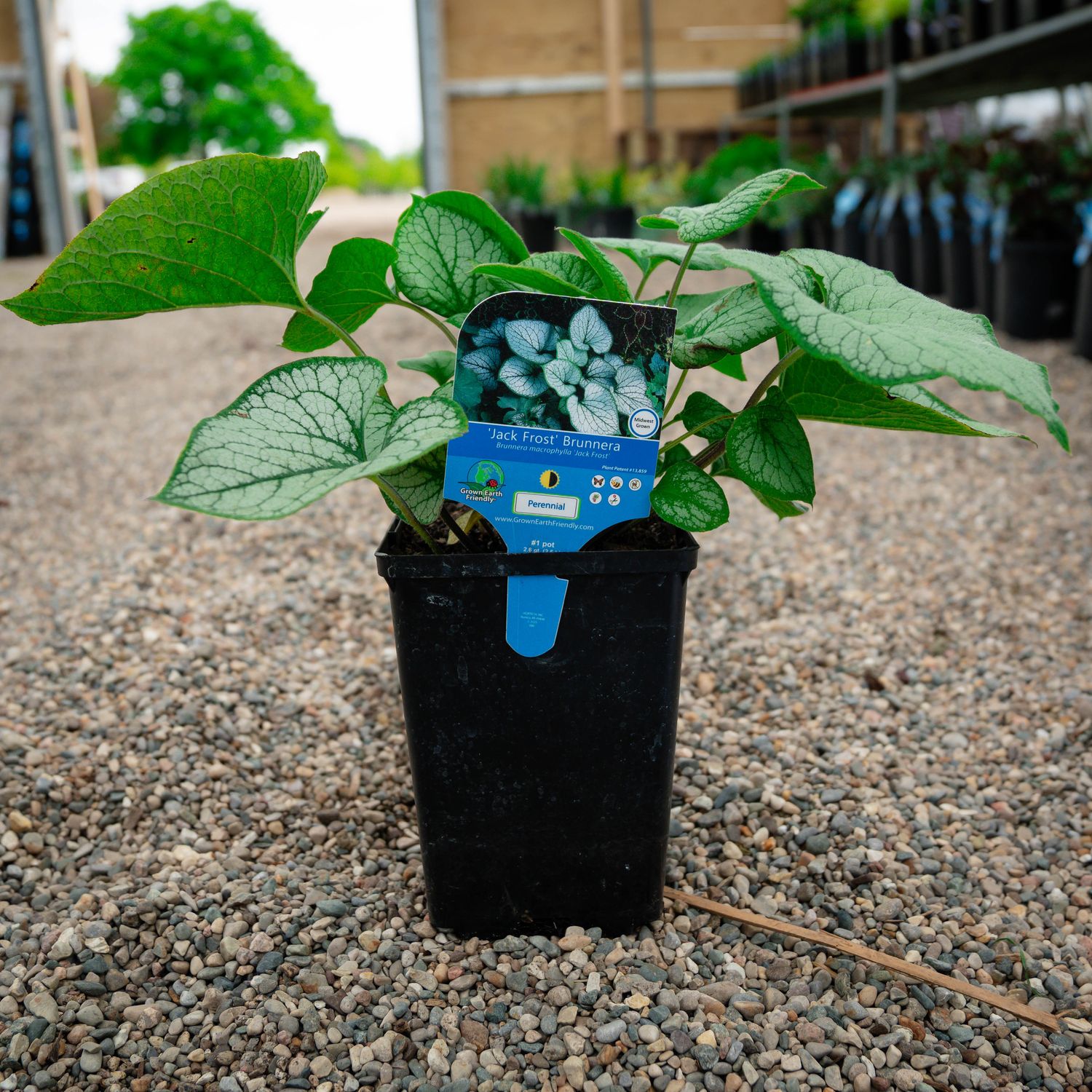 BRUNNERA, JACK FROST, #1
