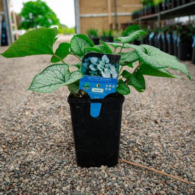 BRUNNERA, JACK FROST, #1