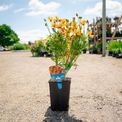 COREOPSIS, LIL' BANG, CLEM., #1