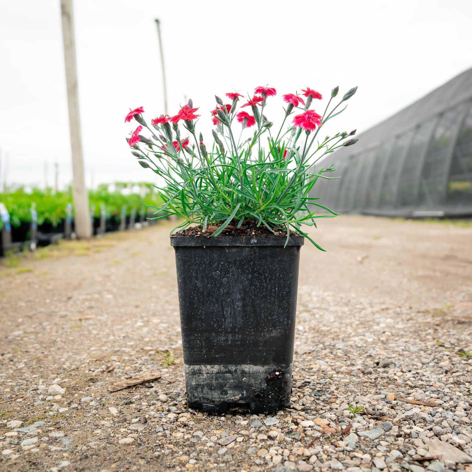 DIANTHUS, RED, ROUGE, #1